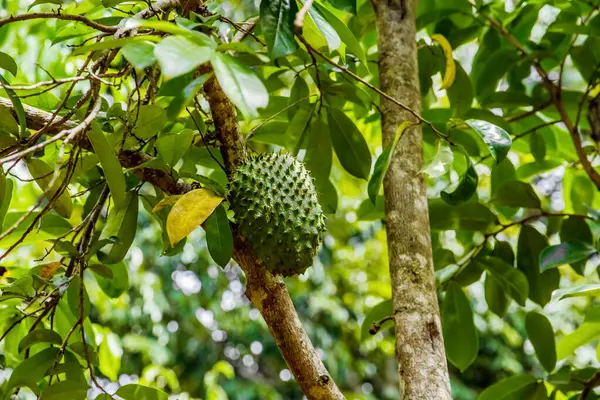 Büyük Yeşil Guanabana Meyvesi Şarkı Söyleyen Ağaç Dalı Yeşil Yapraklar Telifsiz Stok Imajlar