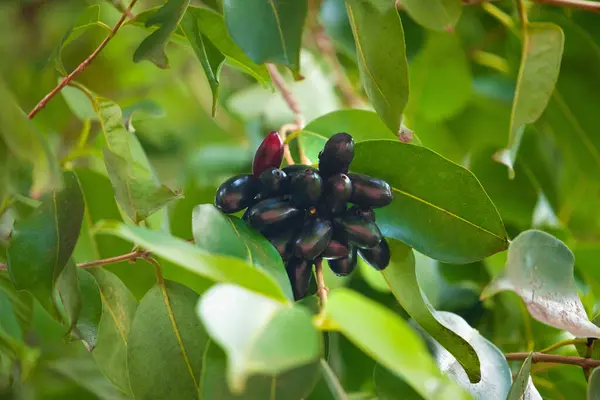 木瓜果 Syzygium Cumini 俗称马拉瓦尔李 Malabar Plum 爪哇李 Java Plum Black 图库照片