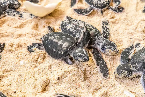 Many Newborn Cubs Sea Turtle White Sand Shell Eggs Close — Stock Photo, Image