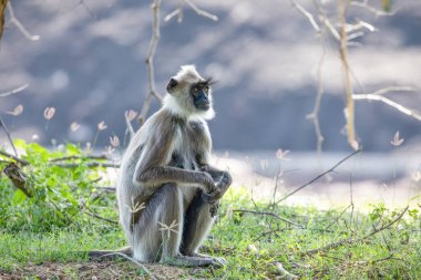 Yala Ulusal Parkı, Sri Lanka 'da siyah yüzlü gri langur maymunu