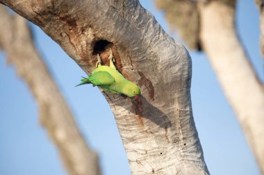 Rose-Ringed Parakeet in tree. (Psittacula Krameri) in a natural environment for yourself clipart
