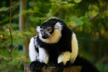 Siyah beyaz yakalı Lemur şirin bir hayvan. Canlı bir doğa geçmişi var. Berlin Hayvanat Bahçesi 'nde nadir görülen bir koruma ve bakım konsepti