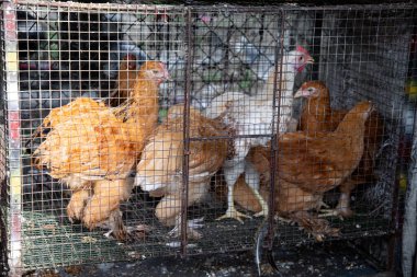 Sri Lanka 'da küçük bir yol kenarı pazarında satılık canlı tavuklar sergileniyor.