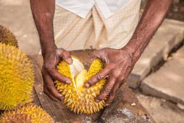 Olgun sarı durian meyveleri ahşap tezgahın üzerinde katlanmış satılıktır. Sri Lanka 'nın geleneksel meyveleri. Erkek elleri olgun durian meyvesini ikiye bölüyor.