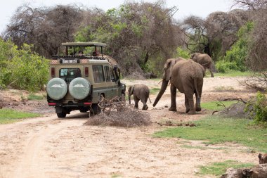 Arusha, Tanzanya, Afrika 03. 02 numara. 2022 yılı. Küçük bir yavru fil turistlerle dolu bir arabanın önünde karşıdan karşıya geçiyor. Turistler Tarangiri parkında safari yavru filinin fotoğraflarını çekiyorlar.