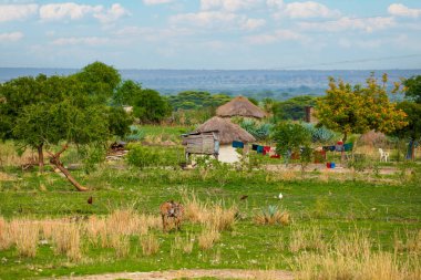 Arusha, Tanzanya, Afrika. 03.02. 2022 yılı. Arusha yakınlarındaki Sunset 'te geleneksel Masai köyü. Sazdan çatıyla kaplı küçük yuvarlak ev yapımı evler. Sığırlar yakınlarda ekiliyor.