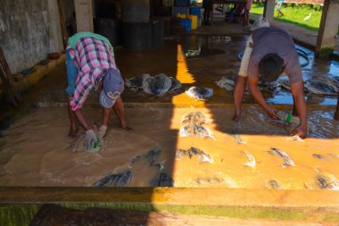 Negombo, Sri Lanka. 09 Şubat 2023 'te Sri Lanka' da küçük bir balık fabrikasında çalışan işçiler ayaklarıyla çamurlu ve kirli suda fileto balığı yıkarlar..