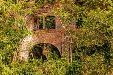 Büyüleyici Kauçuk Ağaç Korusu: Uzağa doğru uzanan kauçuk ağaçlar nefes kesici bir doğal manzarayı ortaya çıkarıyor. Beyaz ahşap gövdeler yemyeşil çimlere karşı kontrasttır.