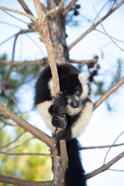 Siyah ve beyaz yakutlu lemur doğal habitatı Madagaskar 'da. Şirin, tüylü, parlak primat yakın plan. Vary varecia variegata, endemik