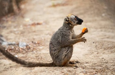 Turuncu gözlü şirin kahverengi lemur (Eulemur fulvus). Doğal yaşam alanındaki ağaç gövdesinde nesli tükenmekte olan bir hayvan, Yedek Kimony. Egzotik Madagaskar vahşi yaşam hayvanı.