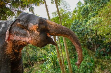 Belirli ten rengine sahip büyük Asya fili, pembe arka planda küçük gri noktalar, çiller gibi. Park 'ta eğitilmiş fil Sri Lanka.