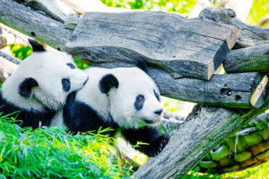 Yeşil çimlerde pandalarla oynarken çok neşeliydi. Nesli tükenmekte olan nadir hayvanlar korunan konsept. Berlin Hayvanat Bahçesi 'ndeki Çin mülkü. sevimli sakar siyah ve beyaz ayı. İki kardeş.