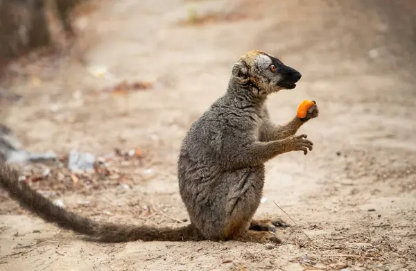 stock image Cute Common brown lemur (Eulemur fulvus) with orange eyes. Endangered endemic animal on tree trunk in natural habitat, Reserve Kimony. Exotic Madagascar wildlife animal.