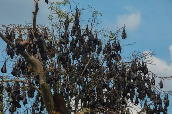 Yakın plan Mariana meyve yarasası (Pteropus mariannus) Sri Lanka 'da mavi gökyüzü arka planında asılı duruyor. Doğal ortamda vahşi hayvanlar.