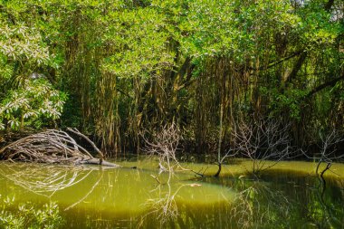 Mangrove habitatı su yüzeyinin üstünde ve altında manzarayı ikiye böldü. Sri Lanka 'da kökleri ve balık sürüsü olan yeşillikler.