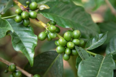 Kahve bitkilerinin olgunlaşması. Kahve çekirdekleri, Tanzanya 'da bir kahve tarlasında çalıların üzerinde olgunlaşır.