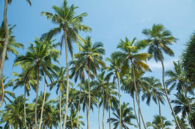 Sıcak ülkede mavi gökyüzüne karşı bazı palmiye ağaçlarının siluetleri.