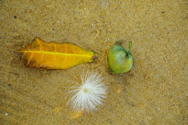 Ağacında beyaz ve pembe Barringtonia asiatikası ya da Balık Zehri Ağacı, Putat ya da Deniz Zehri Ağacı 'ndan oluşan çiçekler ve meyveler var. Kumsalda yatarken