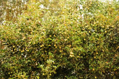 Ağaçta asılı yeşil Haass Avocados meyvesi. yeşil avokado meyveleri Afrika 'da bir ağaçta olgunlaşır.