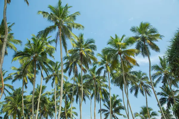 Silhouettes Quelques Palmiers Contre Ciel Bleu Dans Pays Chaud — Photo