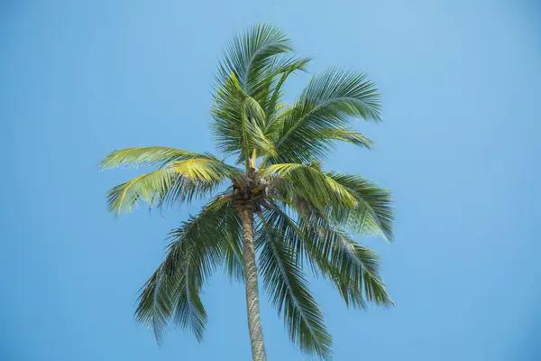 Силуэты Одной Красивой Пальмы Против Голубого Неба Жаркой Стране — стоковое фото