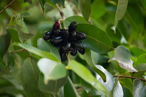 Fruit Syzygium Cumini Commonly Known Malabar Plum Java Plum Black — Stock Photo, Image