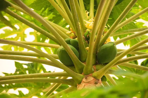 Frischer Papayabaum Mit Früchten Mehrere Grüne Papayafrüchte Unterschiedlicher Größe Reifen — Stockfoto