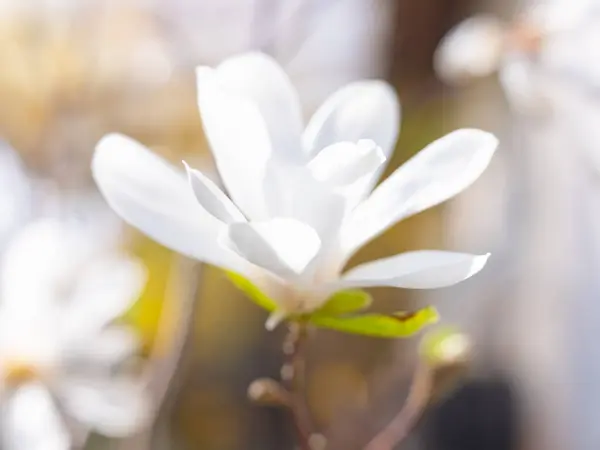 Gemischte Bunte Blumen Natur Hintergrund Lebendige Gemischte Kulisse Helles Wachsen — Stockfoto