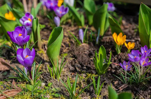 Mixed Colorful Flowers Nature Background Vibrant Mixed Backdrop Bright Crocuses — Stock Photo, Image