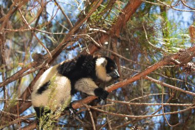 black and white ruffed lemur in its natural habitat, Madagascar. cute fluffy bright primate close-up. Vary varecia variegata,endemic clipart
