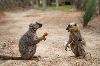 Turuncu gözlü şirin kahverengi lemur (Eulemur fulvus). Doğal yaşam alanındaki ağaç gövdesinde nesli tükenmekte olan bir hayvan, Yedek Kimony. Egzotik Madagaskar vahşi yaşam hayvanı.