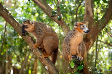 Taç giymiş lemur (Eulemur Coronatus), Madagaskar 'dan gelen endemik hayvan. Palmarium Park Oteli. Seçici odak noktası kafasında kırmızı desenli sevimli, komik gri bir hayvan..