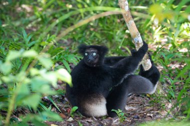 Lemur Indri indri, babakoto Madagaskar 'dan en büyük siyah beyaz lemur. Arkadan ışıklandırılmış yağmur ormanı arka planı, yakın plan, seçici odaklı delici mavi gözlü sevimli hayvan. Palmarium Park Oteli