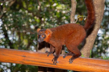 Red lemur (Eulemur Coronatus), endemic animal from Madagascar. Palmarium park hotel. selective focus cute funny vivid red animal with black and red pattern on head and orange eyes clipart