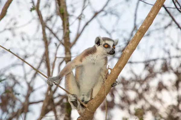 Ring-tailed lemur on Madagascar island fauna, in natural habitat. cute and curious primate with big eyes. Famous lemur