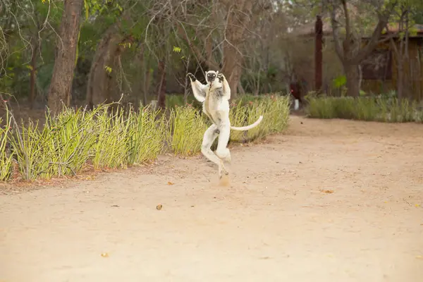 stock image Verreaux's White sifaka with dark head on Madagascar island fauna. cute and curious primate with big eyes. Famous dancing lemur