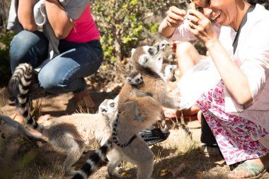 Madagaskar. 08 Ekim 2023 'te Halka Kuyruklu Lemur' u besleyen ve milli parkta oynayan insanların yakın çekimi..