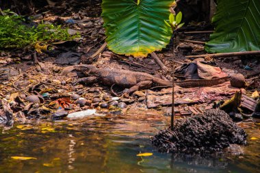 Büyük bir Asya su monitörü (Varanus salvator) doğal yaşam ortamında nehirde yüzüyor. Kapat.