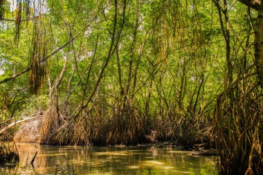 Mangrove habitatı su yüzeyinin üstünde ve altında manzarayı ikiye böldü. Sri Lanka 'da kökleri ve balık sürüsü olan yeşillikler.