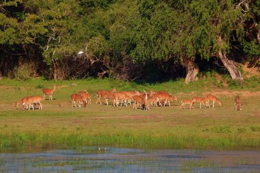 Sika ya da benekli geyik sürüsü Sri Lanka 'da. Vahşi yaşam ve hayvan fotografı. Bir kızıl sika geyik sürüsü yeşil bir çayırda otlar. Doğal ortamdaki bir ormanın arka planına karşı.