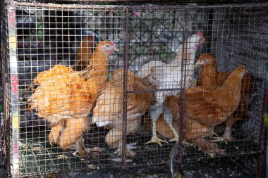 Sri Lanka 'da küçük bir yol kenarı pazarında satılık canlı tavuklar sergileniyor.