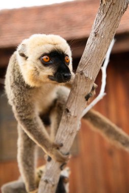 Cute Common brown lemur (Eulemur fulvus) with orange eyes. Endangered endemic animal on tree trunk in natural habitat, Reserve Kimony. Exotic Madagascar wildlife animal. clipart