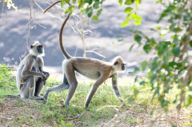 Yala Ulusal Parkı 'nda, Sri Lanka' da oturan küçük bir grup siyah suratlı gri Langur maymunu. Güzel, açık gri maymunlu bir aile.