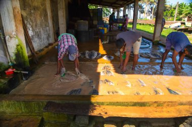 Negombo, Sri Lanka. 09 Şubat 2023 'te Sri Lanka' da küçük bir balık fabrikasında çalışan işçiler ayaklarıyla çamurlu ve kirli suda fileto balığı yıkarlar..