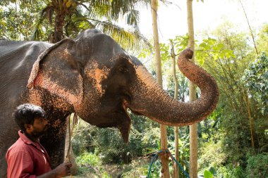 Sri Lanka 'da 10 Şubat 2023. Parlak yaz kıyafetleri giymiş genç Sri Lankalı adam gülümsüyor ve filinin yanındaki toprak yolda uzun bir palmiye ağacının yanında durup onu okşuyor..