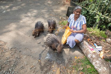 Sri Lanka 10 Şubat 2023. Sri Lankalı yaşlı bir kadın üç evcil kirpinin tasmasını tutuyor. Para için turistlerin ilgisini çeken bir fotoğraf.