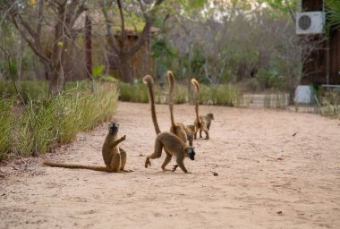 Kahverengi lemurlar (Eulemur fulvus) komik kahverengi lemurlar doğal ortamında, Madagaskar 'da ulusal bir parkta