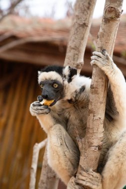 Verreaux 'nun Kimony Otel Parkı' ndaki sifaka 'sı. Madagaskar Adası faunasında siyah kafalı beyaz sifaka. Büyük gözlü sevimli ve meraklı bir primat. Ünlü dans eden lemur.