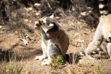 Halka kuyruklu gri lemur, Madagaskar özel parkında doğal ortamda. Yakından sevimli bir primat. Komik şirin küçük hayvan.