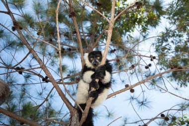 Siyah ve beyaz yakutlu lemur doğal habitatı Madagaskar 'da. Şirin, tüylü, parlak primat yakın plan. Vary varecia variegata, endemik